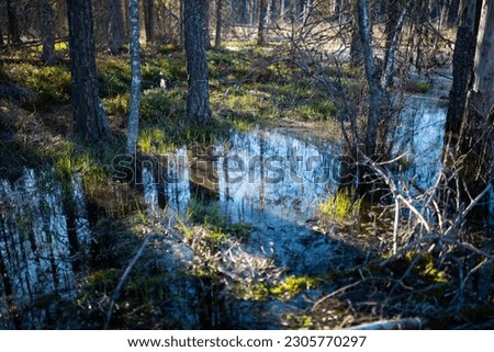 Harsh impassable swamp concept: Tyresta national park in Sweden landscape  Royalty-Free Stock Photo #2305770297