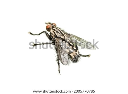 Close up photo of a horsefly - removed background (isolated horsefly)
