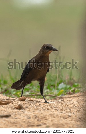 Female Great Tailed Grackle looking angry