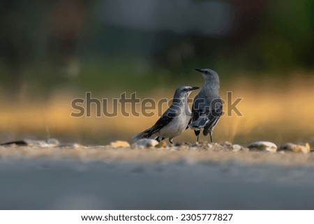 Tropical Mockingbirds hanging out together