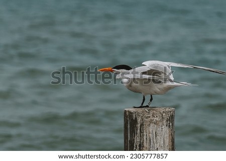 Royal Tern flexing wings on piling overlooking the sea