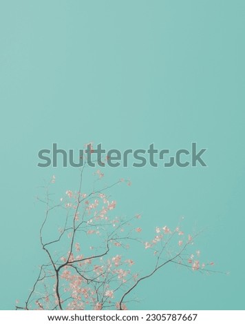 A series of pictures "When sakura blooms", it reflects various trees
