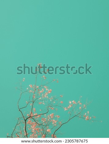A series of pictures "When sakura blooms", it reflects various trees