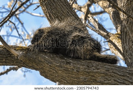 A Porcupine Sleeping on a Tree Branch