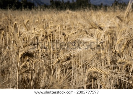 Ears of wheat and barley in a crop field in the Peruvian Andes, dry and golden