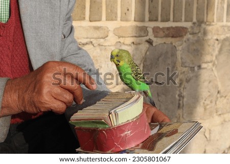 The lovebird is a bird that is sometimes trained for fortune-telling. This photo shows a fortune teller reading fortunes for people next to the tomb of Hafez Shirazi in Iran. Royalty-Free Stock Photo #2305801067