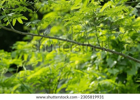  Blue-grey gnatcatcher sitting on a tree
