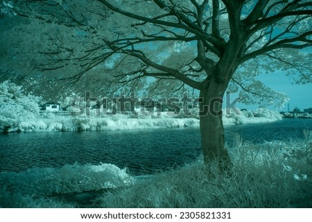 Mysterious riverside scenery captured by infrared photography