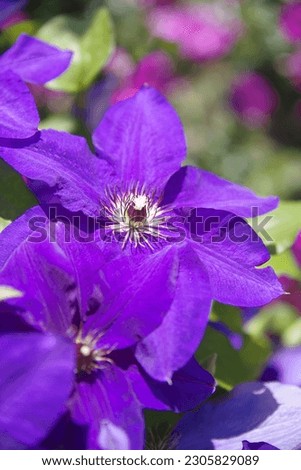 Purple clematis flowers are in bloom.
Scientific name is Clematis.
