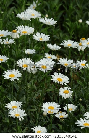 BEAUTIFUL DAISY FLOWERS AND GREEN FIELD'S