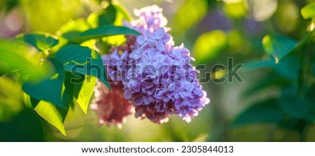 Purple lilac close up. Natural floral background. Sun glare and selective sharpening. macro photography.
