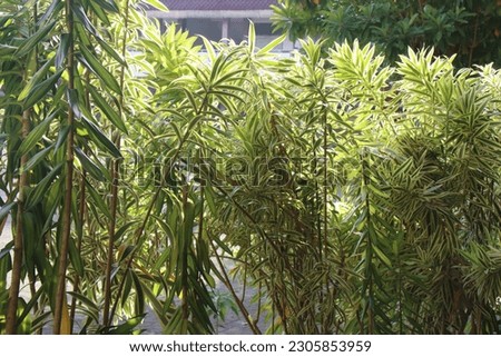 Yellow palm is an ornamental plant that is resistant to sunlight