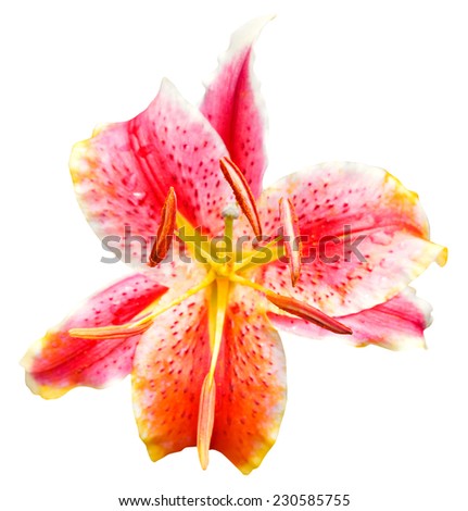 pink tiger lily flower close up isolated on white background