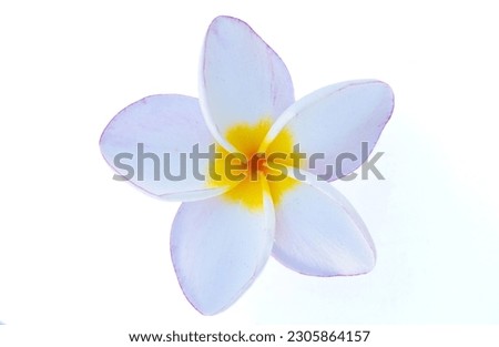 White frangipani flowers in the middle of yellow flowers  pink petal tip  frangipani pink pansy  It has a mild fragrance and is popular to decorate homes and gardens.