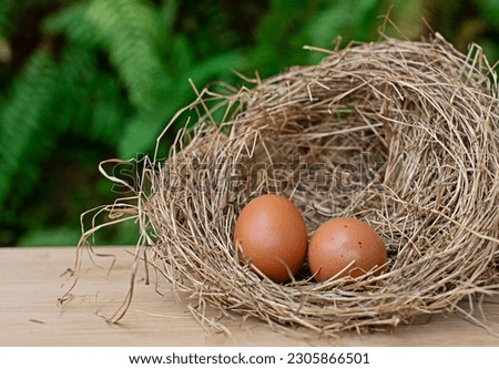 Two chicken eggs in a nest placed on a wooden floor spaced copy space.