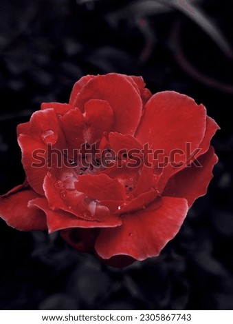 Red Rose with water drop in drak background 
