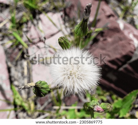 Close bud of a dandelion. dandelion white flower in natural background. high-quality photo.