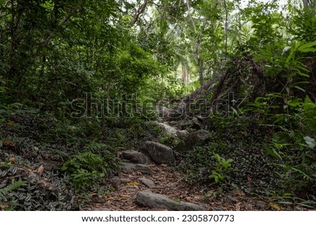 Scenic trail in the Philippine jungle! Royalty-Free Stock Photo #2305870773