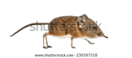 Elephant shrew - Macroscelides proboscideus - isolated on whitre Royalty-Free Stock Photo #230587318