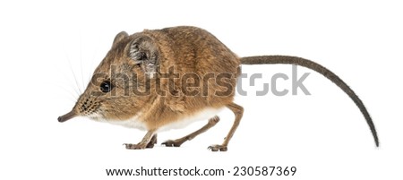 Elephant shrew - Macroscelides proboscideus - isolated on whitre Royalty-Free Stock Photo #230587369