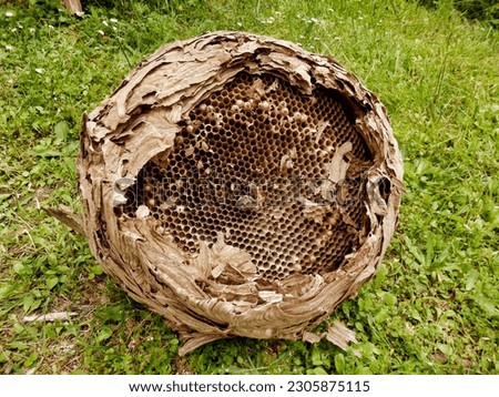 Huge Asian Hornet (Vespa velutina) nest removed from a loft during roof renovations Royalty-Free Stock Photo #2305875115