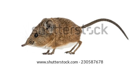 Elephant shrew - Macroscelides proboscideus - isolated on whitre Royalty-Free Stock Photo #230587678
