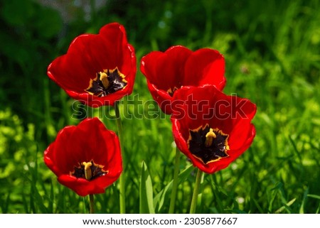 Amazing red pink tulip flowers blooming field background sunset light love concept  beautiful scene design copy space. banner  closeup  spring  postcard  nature floristry shop flowerbed mother day