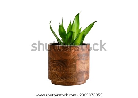 Houseplant Sansevieria Black Dragon in a flower pot against a white brick wall, isolated on white background. Home plant on white table, closeup