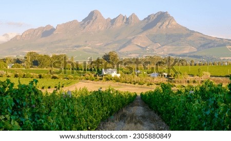 Vineyard landscape at sunset with mountains in Stellenbosch, near Cape Town, South Africa. wine grapes on the vine in the vineyard Western Cape South Africa during summer Royalty-Free Stock Photo #2305880849