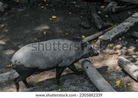 Portrait of wild boar (Sus scrofa) seen from above on the ground