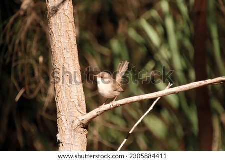 A female Superb Fairy Wren on a tree branch