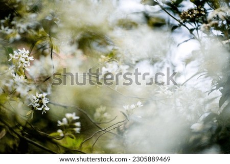 Blurred shots of Abstract Spring Colors on a sunny spring day Royalty-Free Stock Photo #2305889469