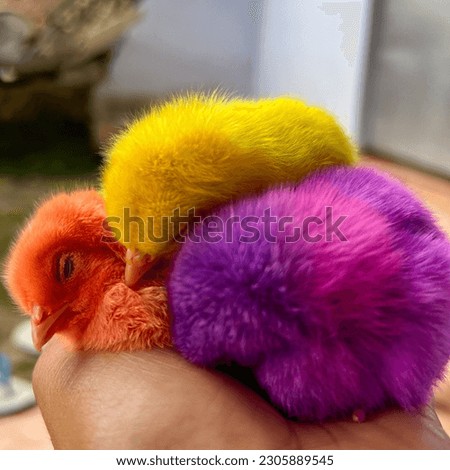 A picture of comfort baby chicks sleeping on a human palm