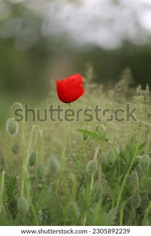 Closeup picture of a beautiful single red poppy surrounded by fresh green grass, selective focus