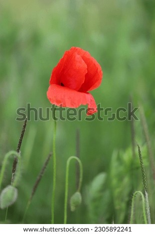 Closeup picture of a beautiful single red poppy surrounded by fresh green grass, selective focus