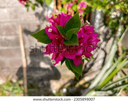 Photo of beautiful flowers on a plantation, Banyuwangi, Indonesia