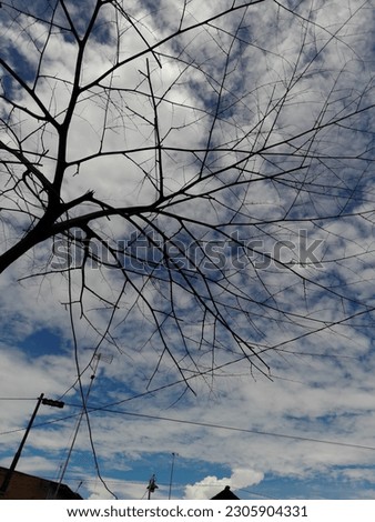 pictures of dry trees whose leaves fall in summer and clear skies and pretty blue clouds
