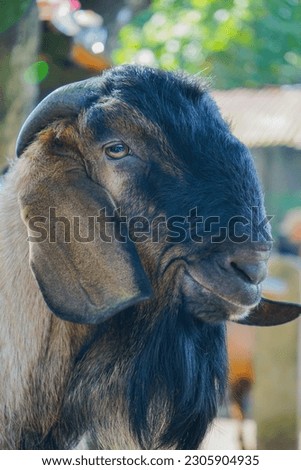 Picture of a male Javanese goat's head, smile, Closeup, side view