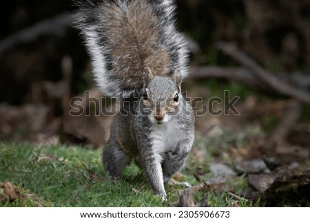 A close up of a grey squirrel with one front leg raised and looking directly at the camera