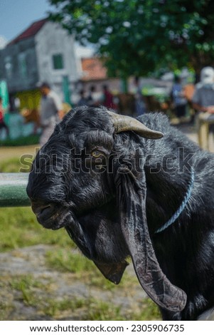 Picture of a male etawa goat's head, Closeup, side view