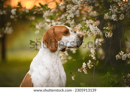 beautiful white and red pointer dog posing by a blooming tree at sunset