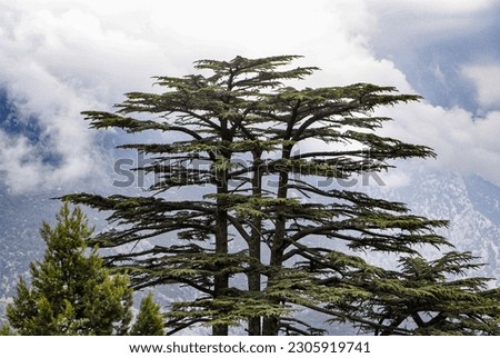 The cedar tree reaching towards the sky Royalty-Free Stock Photo #2305919741