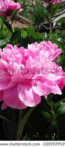 Peonies grow in nature in the garden Royalty-Free Stock Photo #2305929539