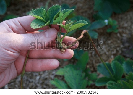 Strawberry. Young offshoot of a berry bush in a hand of a farmer. Shoots and roots of a berry bush closeup. Vegetation and breeding in the springtime. Outdoors