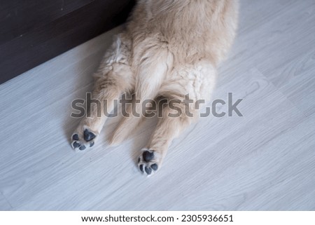 paws of a puppy golden retriever, the puppy is sleeping