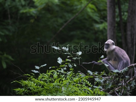  picture of a langur monkeys at bandipur national park