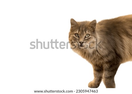 Cat pictures, cat eyes, cute cat, innocent cat pictures, photography of cats.