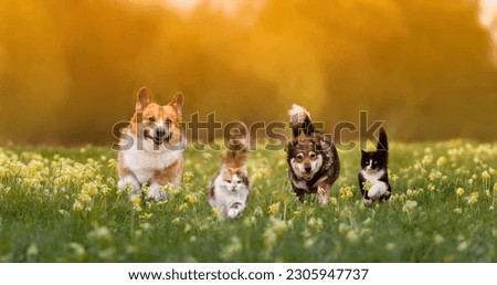 group of pets two cats and a couple of dogs walking on the grass in a sunny summer meadow