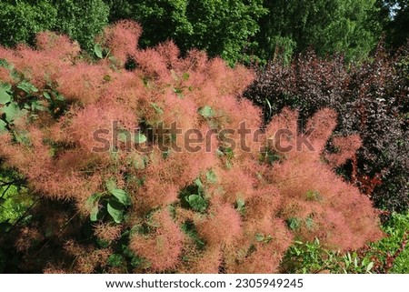 Cotinus coggygria, syn. Rhus cotinus, the European smoketree, Eurasian smoketree, smoke tree, smoke bush, Venetian sumach, or dyer's sumach, is a species of flowering plant in the family Anacardiaceae Royalty-Free Stock Photo #2305949245