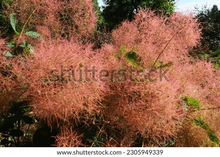 Cotinus coggygria, syn. Rhus cotinus, the European smoketree, Eurasian smoketree, smoke tree, smoke bush, Venetian sumach, or dyer's sumach, is a species of flowering plant in the family Anacardiaceae Royalty-Free Stock Photo #2305949339